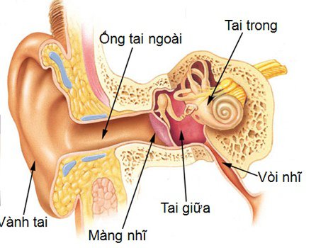 Nhiễm trùng tai - viêm tai giữa